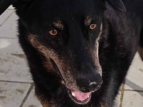 Adotta un cane, taglia media, maschio, Latina