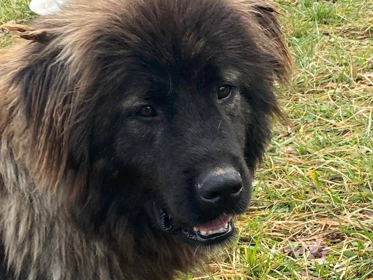 Adozione cane, femmina, Razza sconosciuta Razza sconosciuta, 1 anno e 7 mesi, taglia grande, Avellino