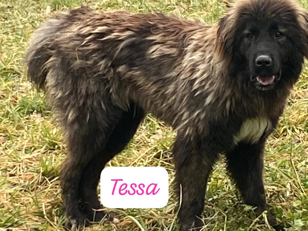 Adotta un cane, femmina, 1 anno e 7 mesi, Avellino