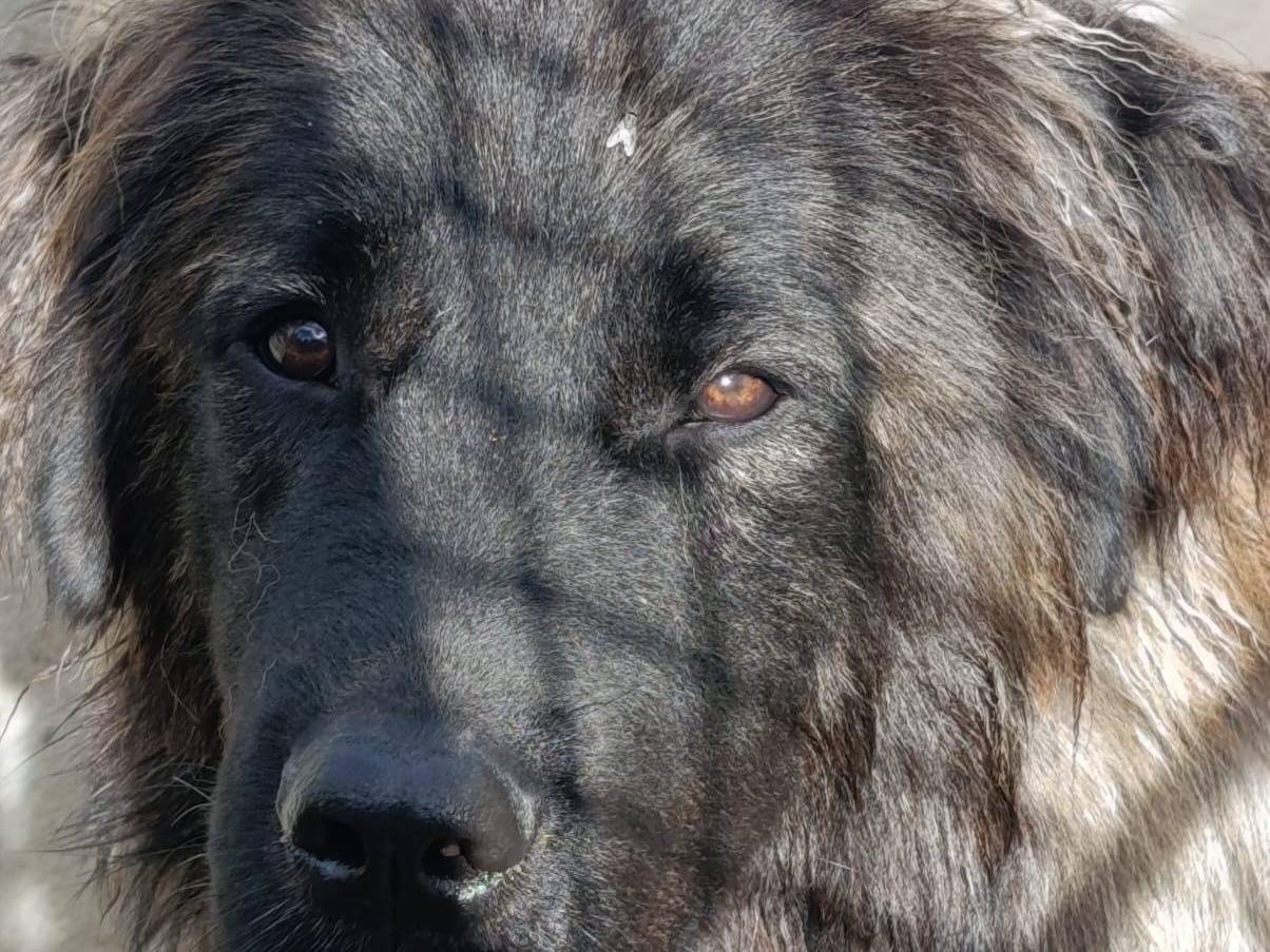 Adotta un cane, taglia grande, femmina, Avellino