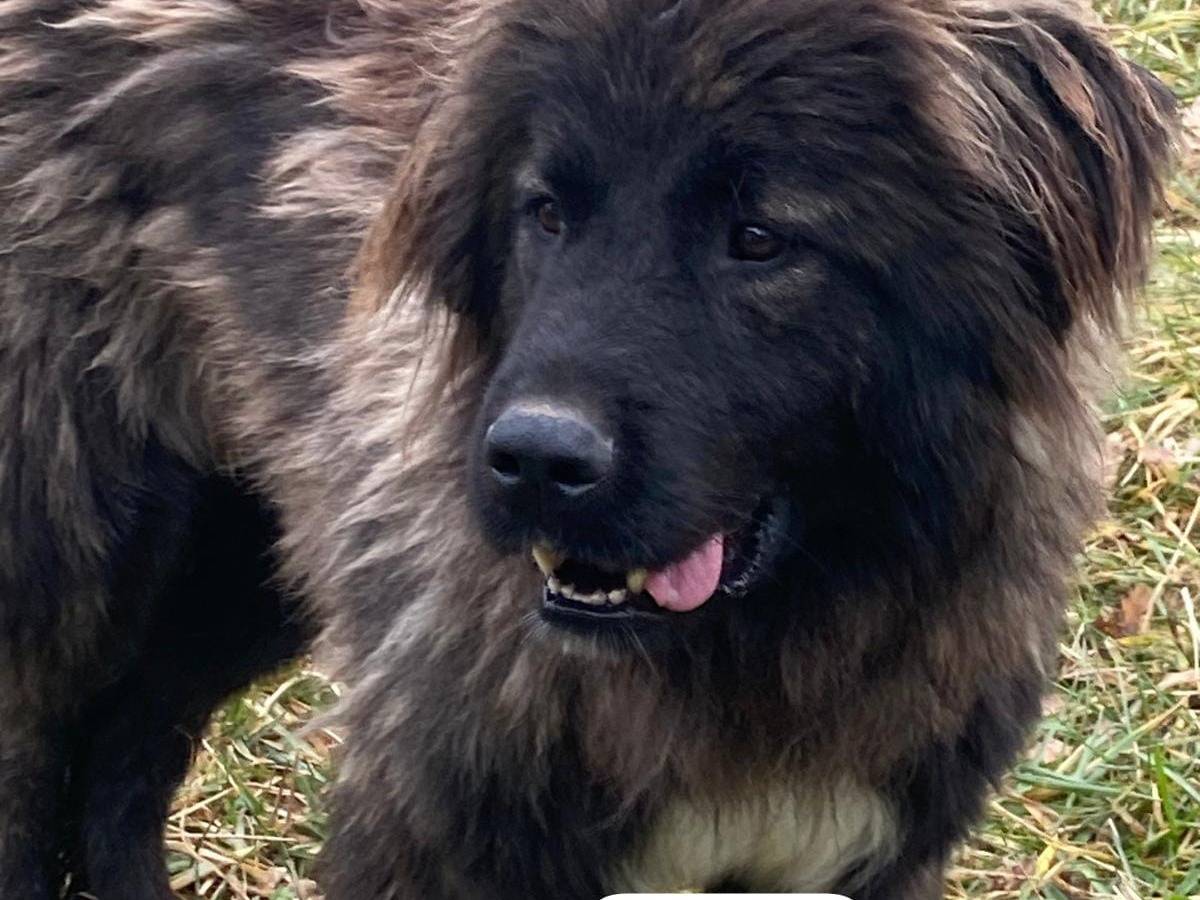 Vuoi adottare un cane a Avellino?