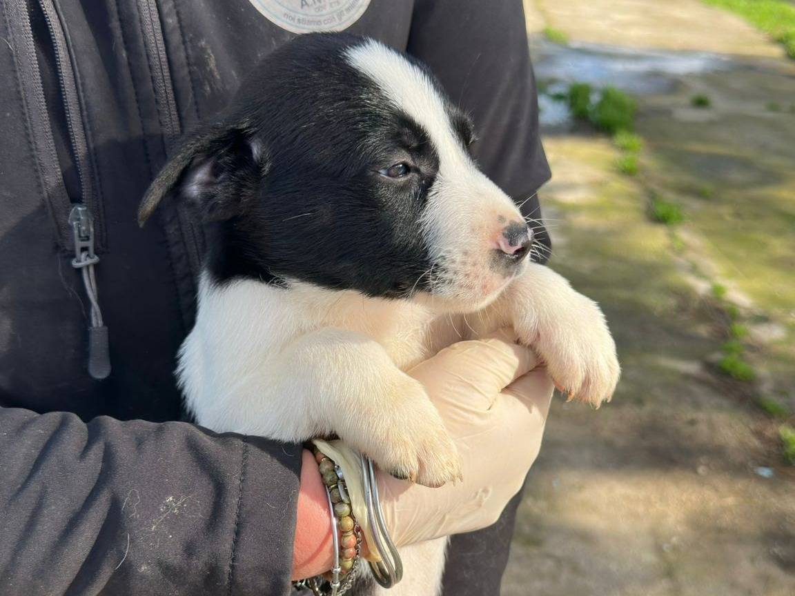 Vuoi adottare un cane a Crotone?