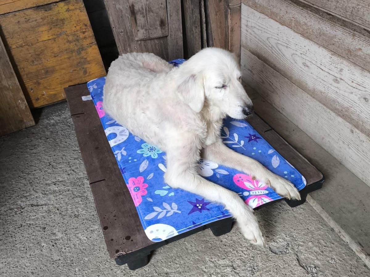 Vuoi adottare un cane a Prato?