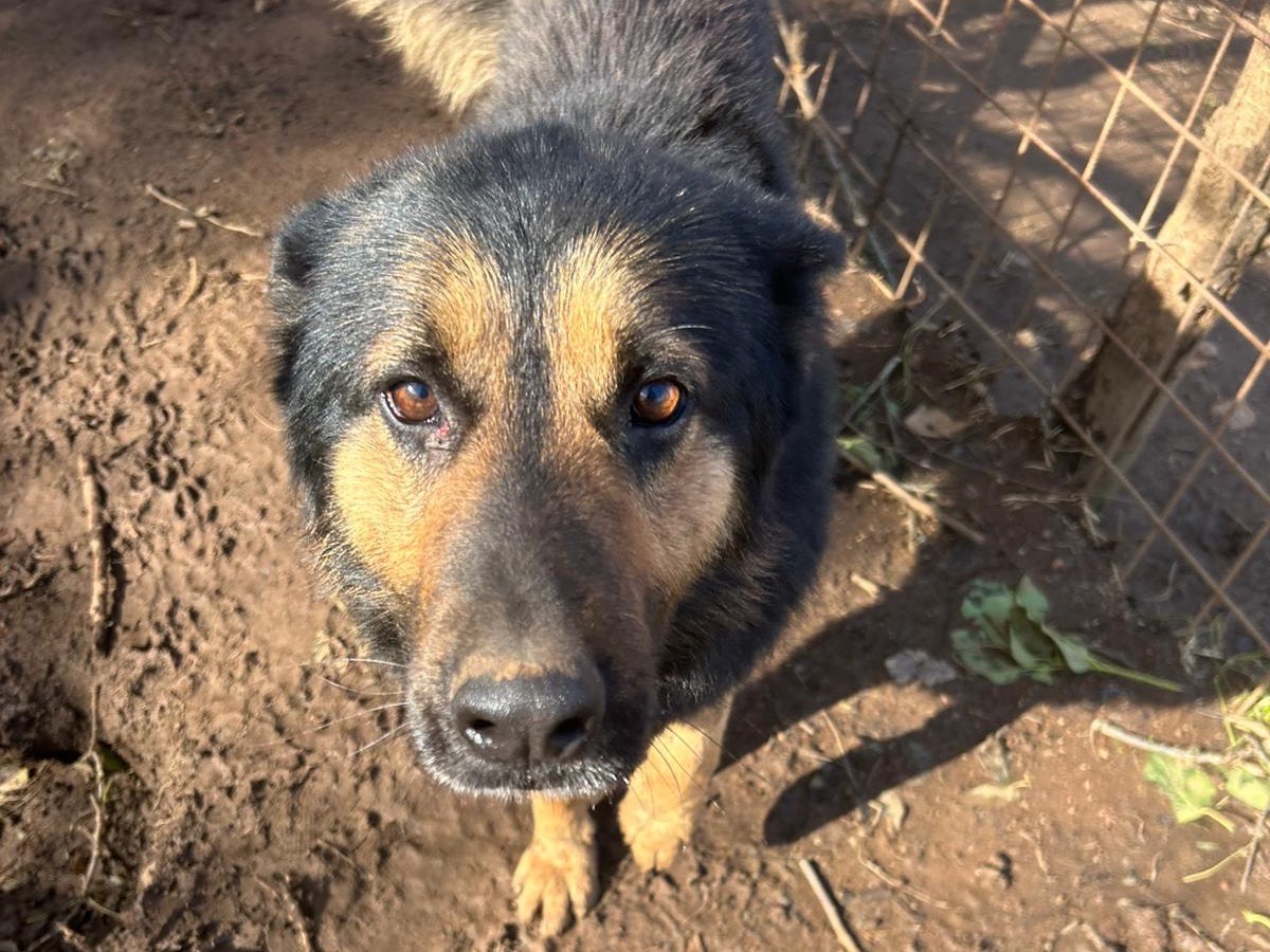 Vuoi adottare un cane a Catanzaro?