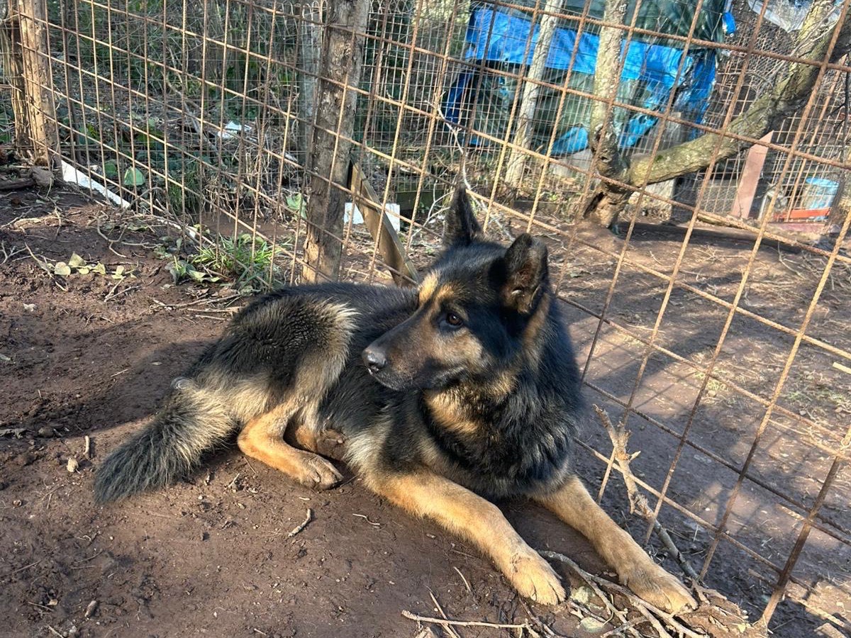 Adotta il cane Lupetto a Catanzaro