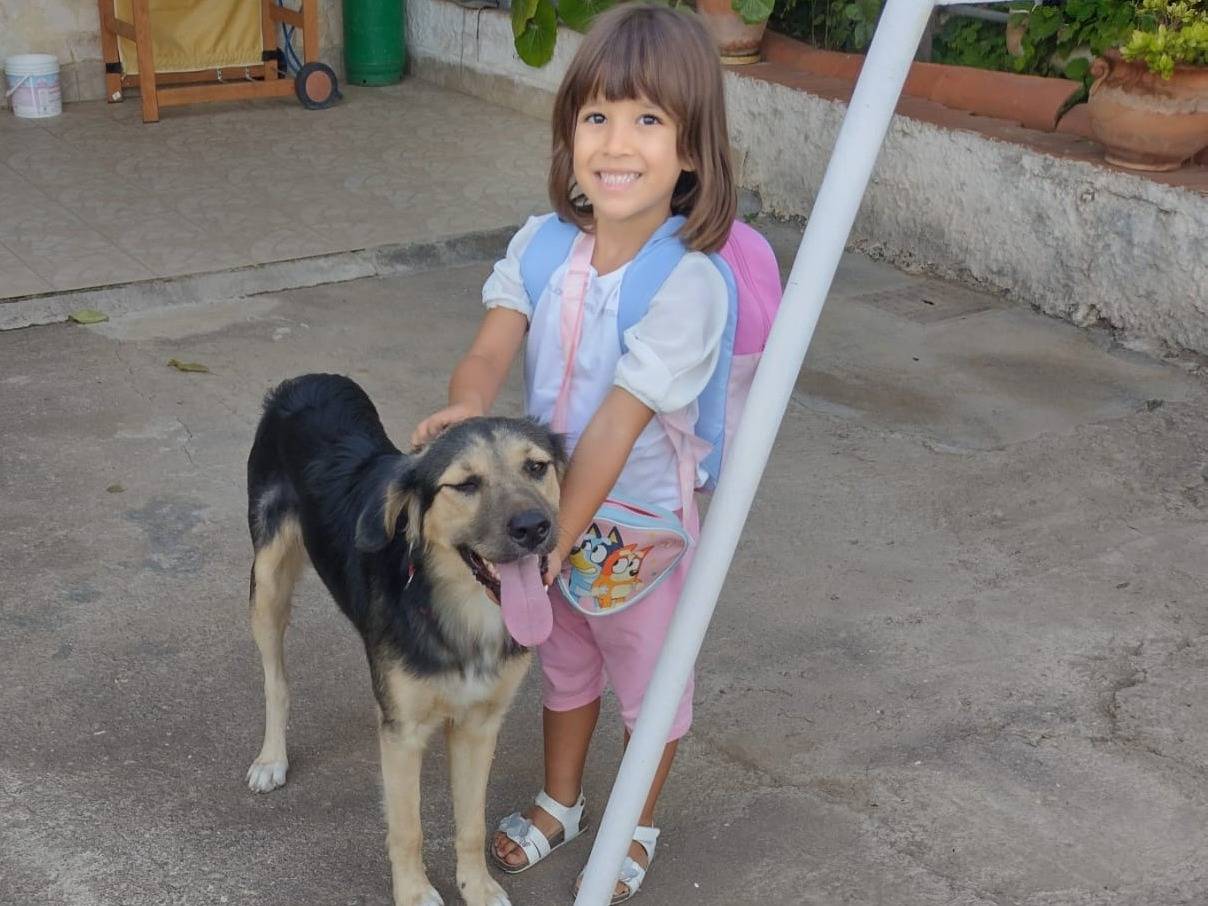 Adozione cane, maschio, Pastore tedesco Razza sconosciuta, 9 mesi, taglia media, Catania