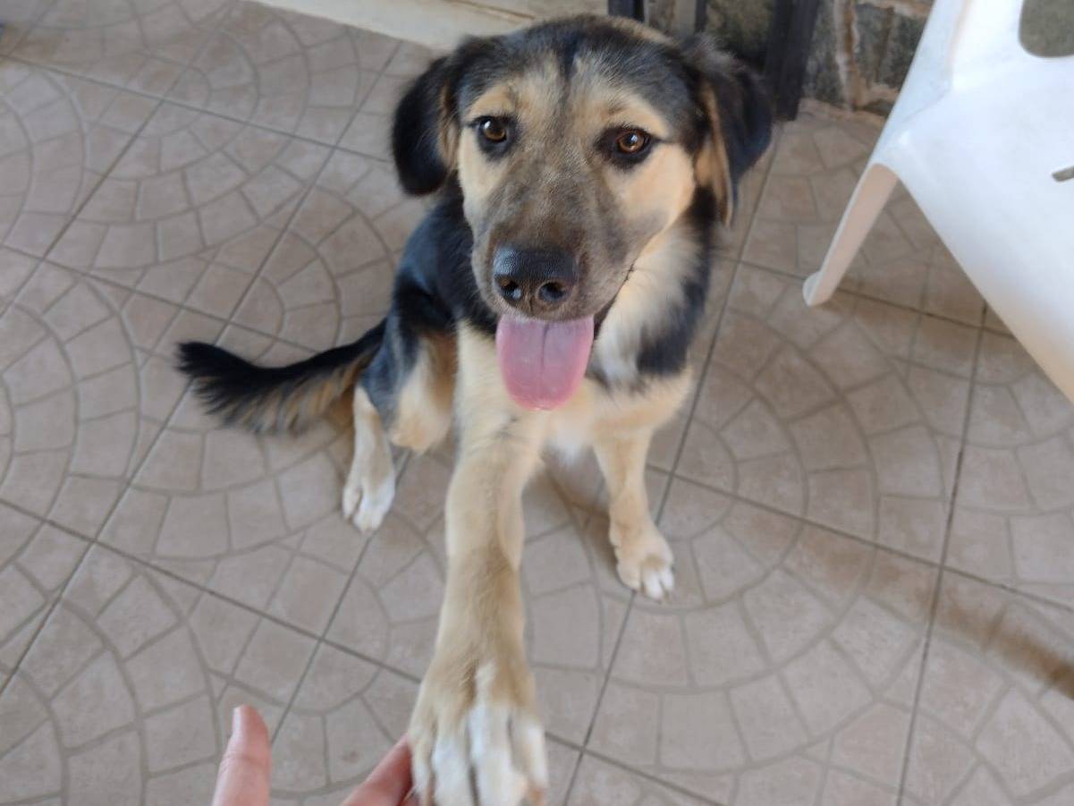 Adotta un cane, maschio, 9 mesi, Catania