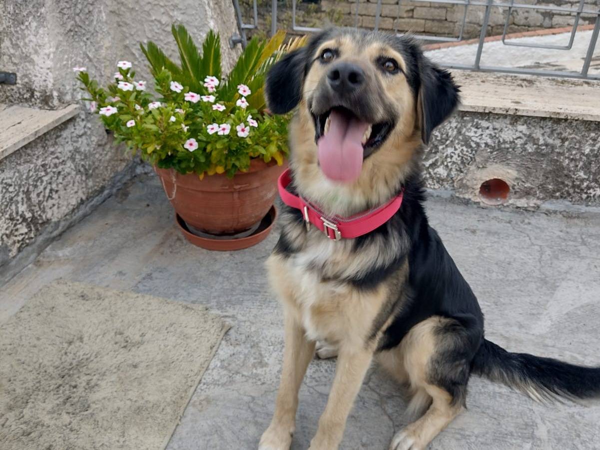 Vuoi adottare un cane a Catania?