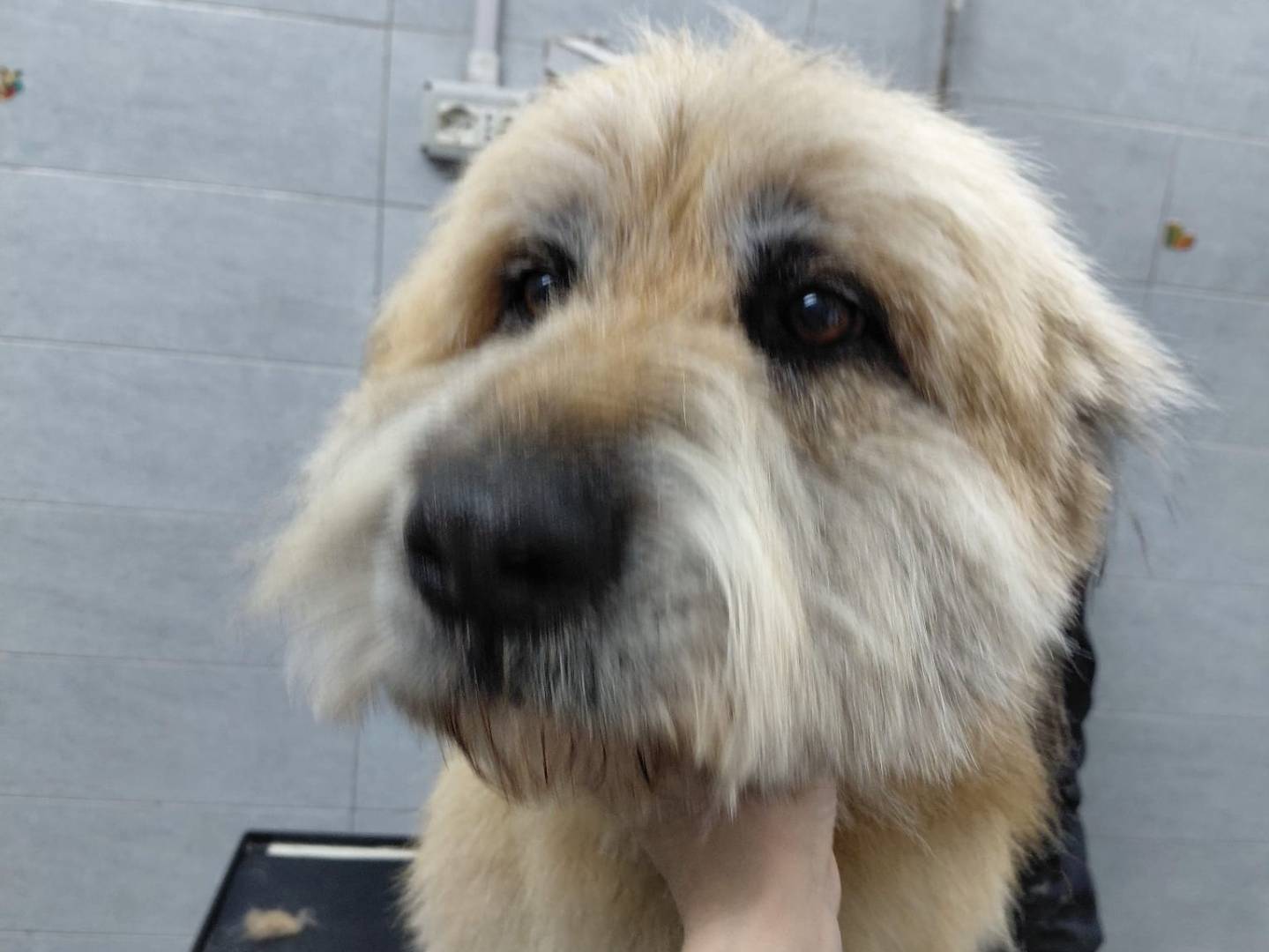 Vuoi adottare un cane a Taranto?