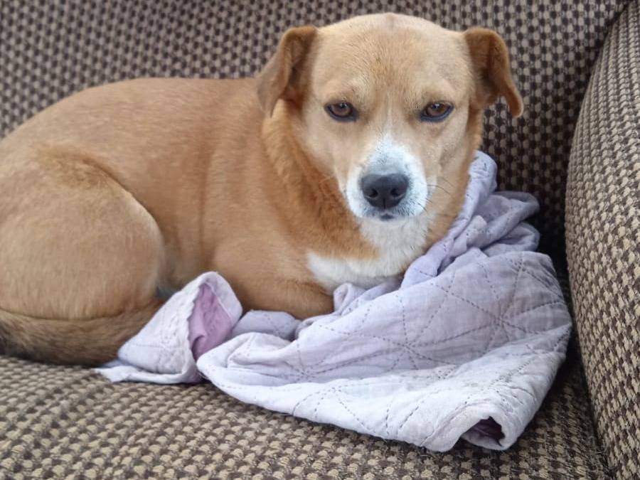 Adotta un cane, taglia piccola, maschio, Verona