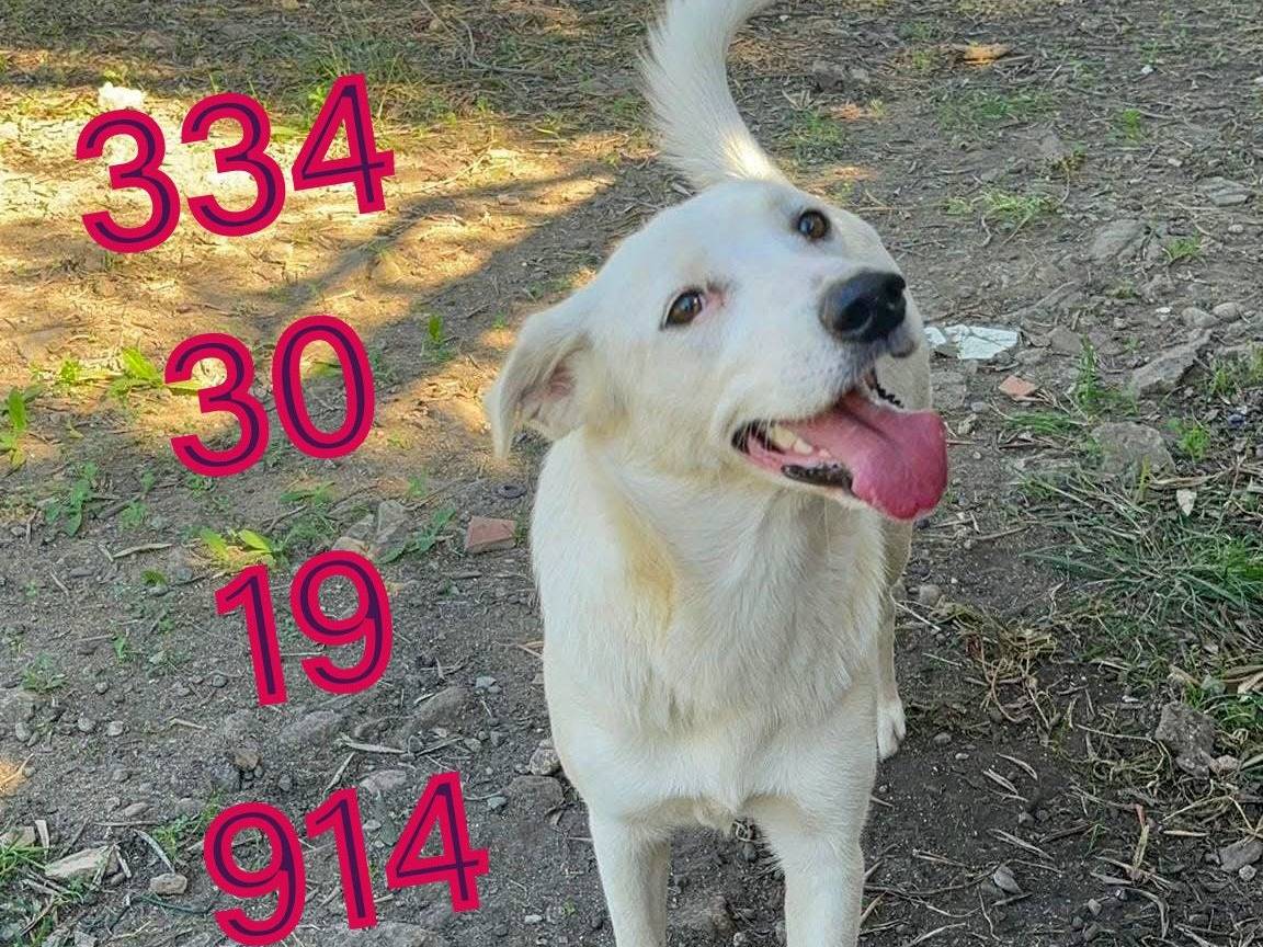 Vuoi adottare un cane a Crotone?