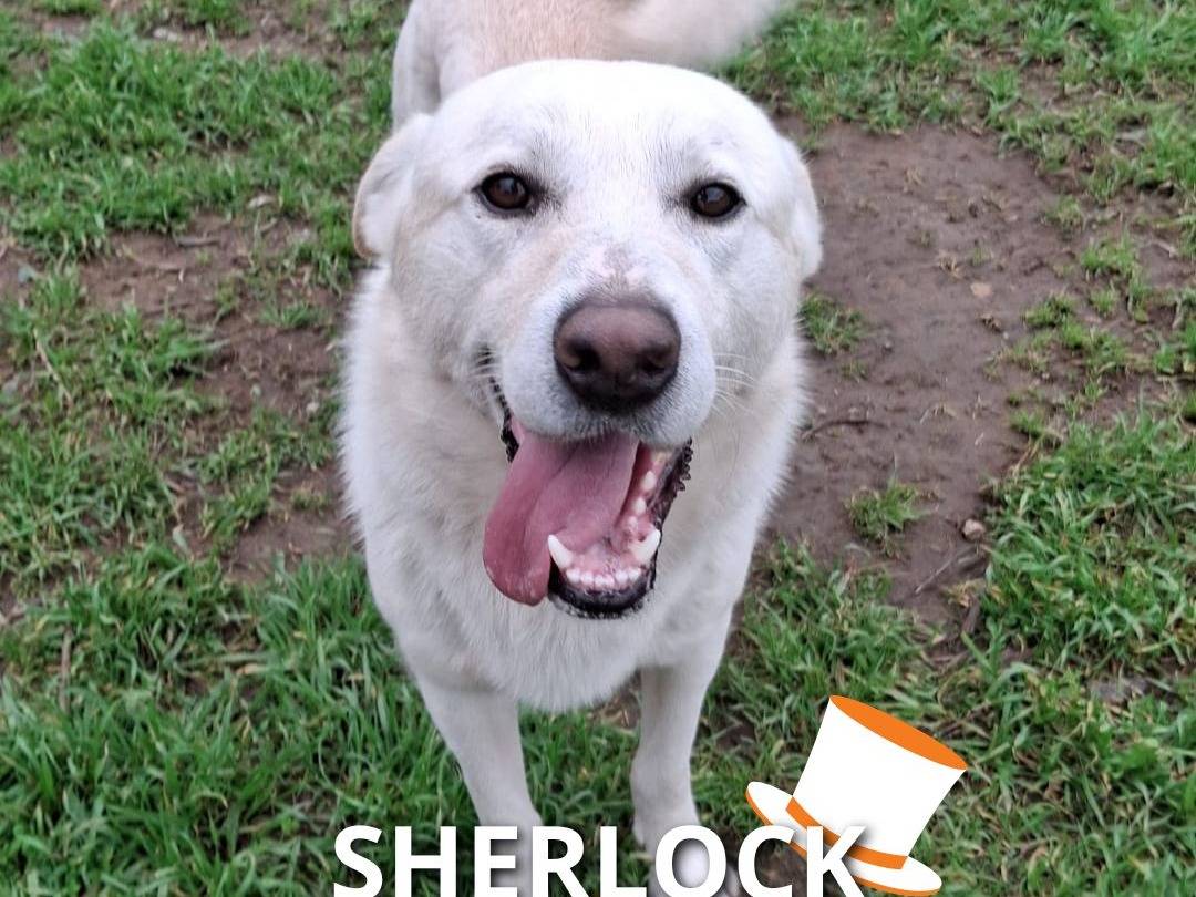 Adozione cane, maschio, Razza sconosciuta Razza sconosciuta, 2 anni e 2 mesi, taglia media, Crotone