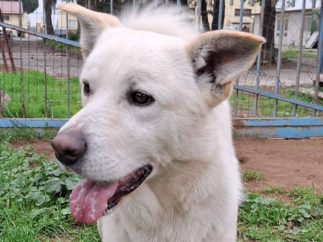 Adotta un cane, taglia media, maschio, Crotone