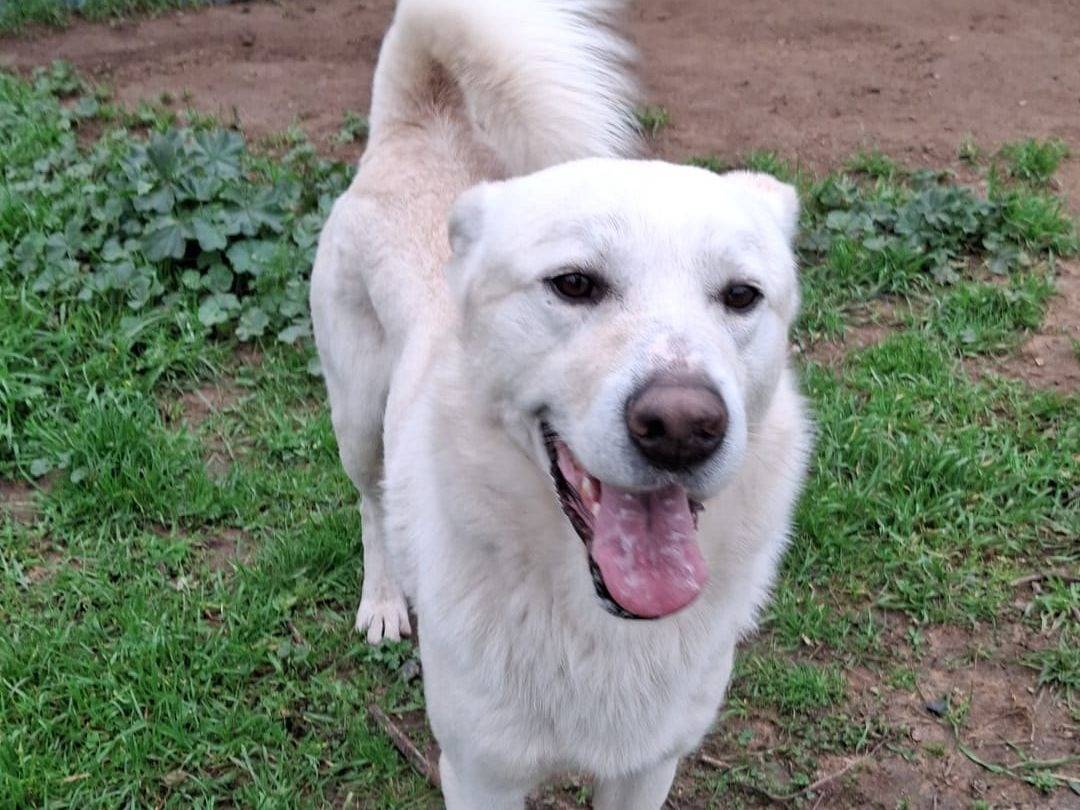 Vuoi adottare un cane a Crotone?