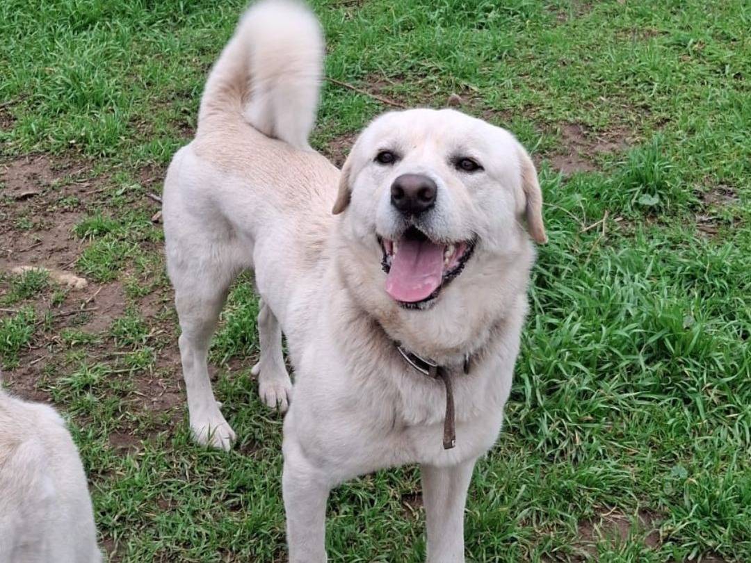 Adotta un cane, maschio, 2 anni e 2 mesi, Crotone