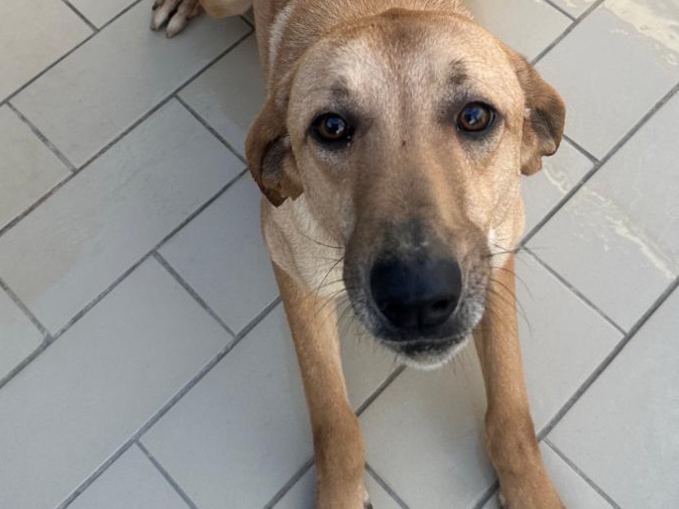 Adozione cane, femmina, Razza sconosciuta Razza sconosciuta, 3 anni e 5 mesi, taglia media, Latina