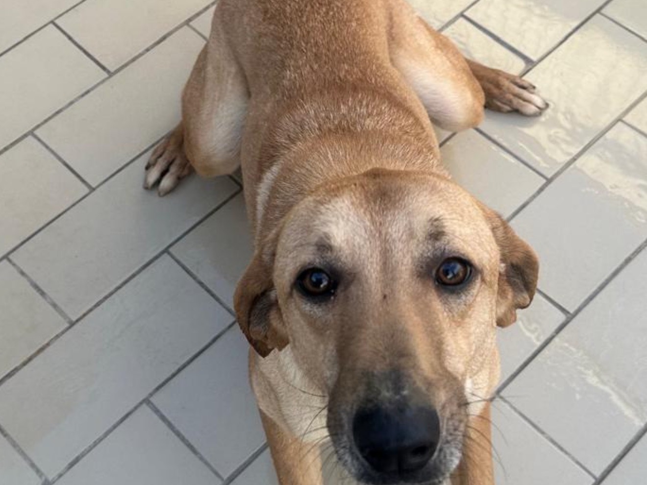 Adotta un cane, femmina, 3 anni e 5 mesi, Latina