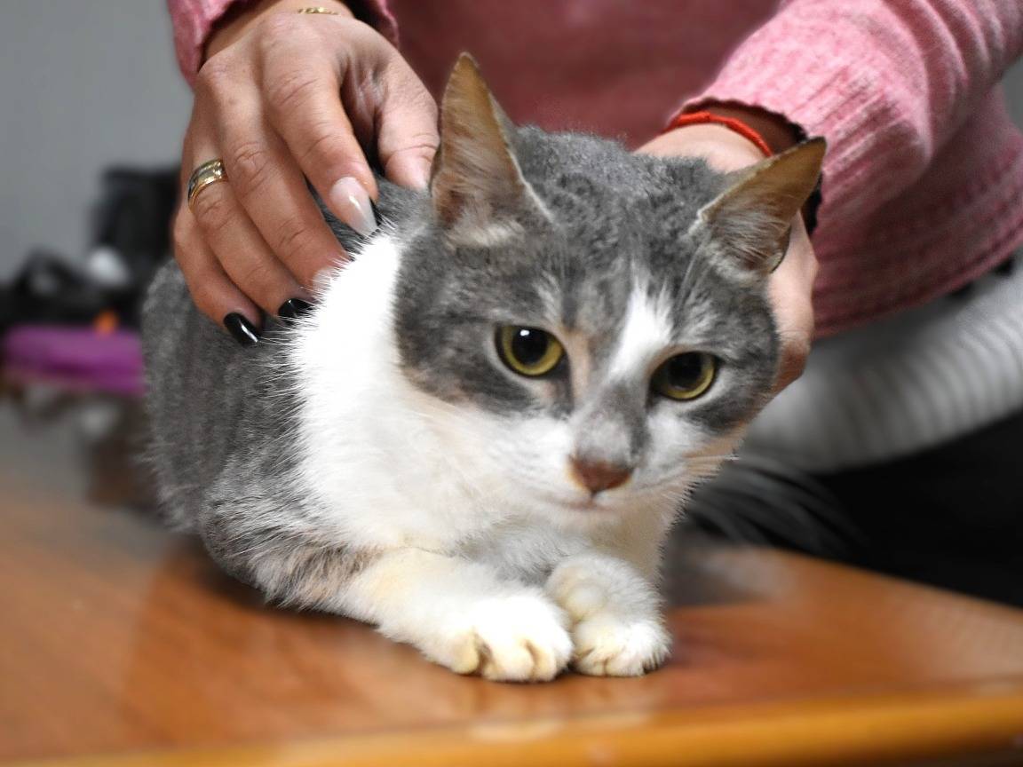 Adozione gatto, femmina, Razza sconosciuta Razza sconosciuta, 2 anni e 7 mesi, taglia non valida, Roma