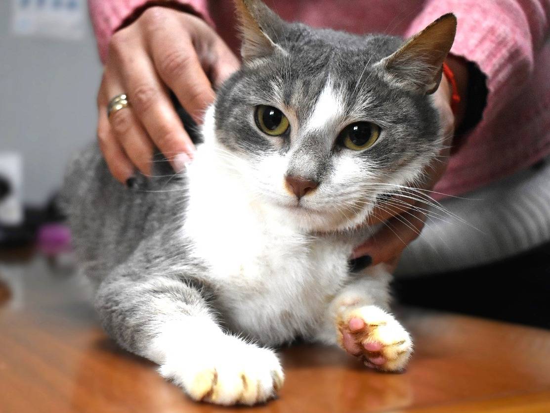 Adotta un gatto, femmina, 2 anni e 7 mesi, Roma