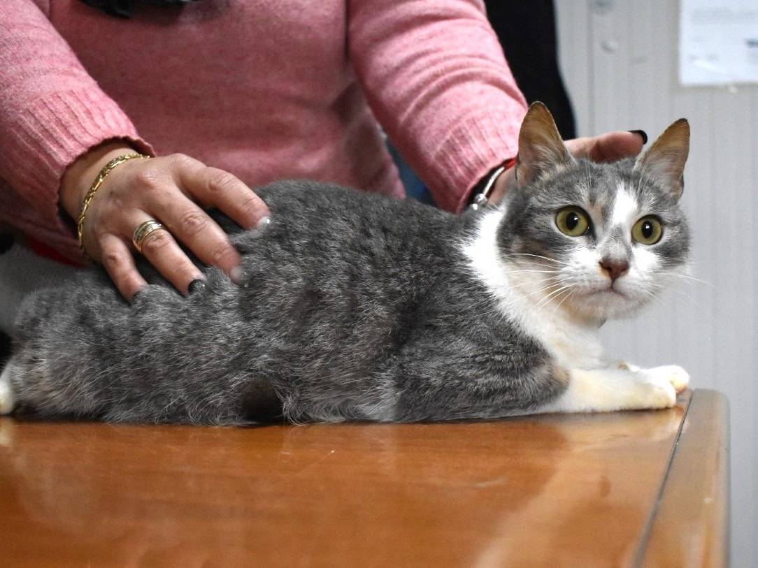 Adotta un gatto, taglia non valida, femmina, Roma