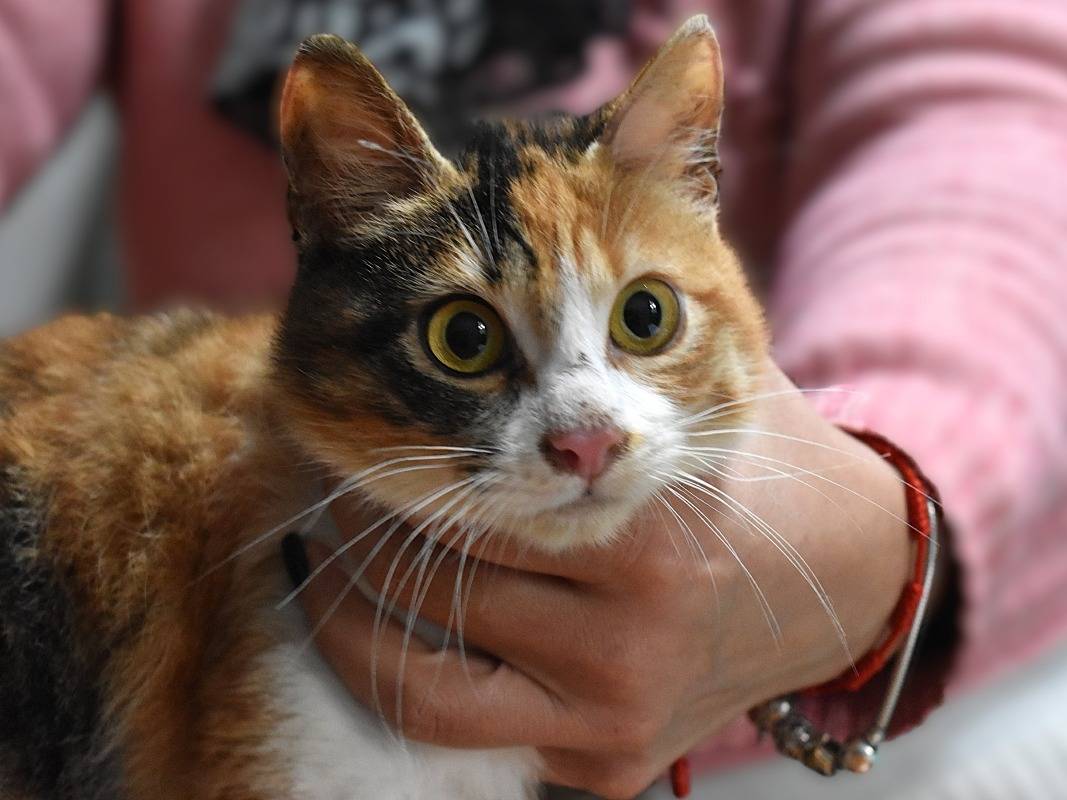 Adotta un gatto, femmina, 1 anno, Roma