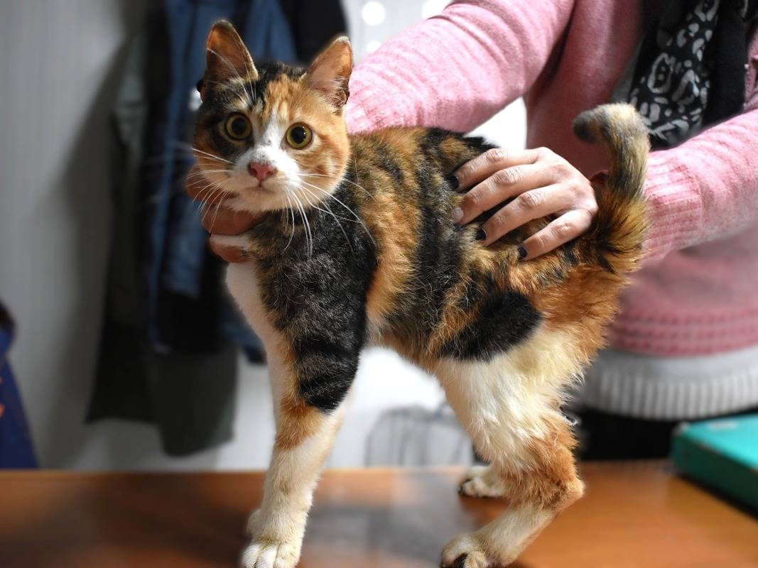 Adotta un gatto, taglia non valida, femmina, Roma