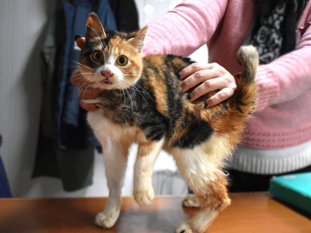 Vuoi adottare un gatto a Roma?