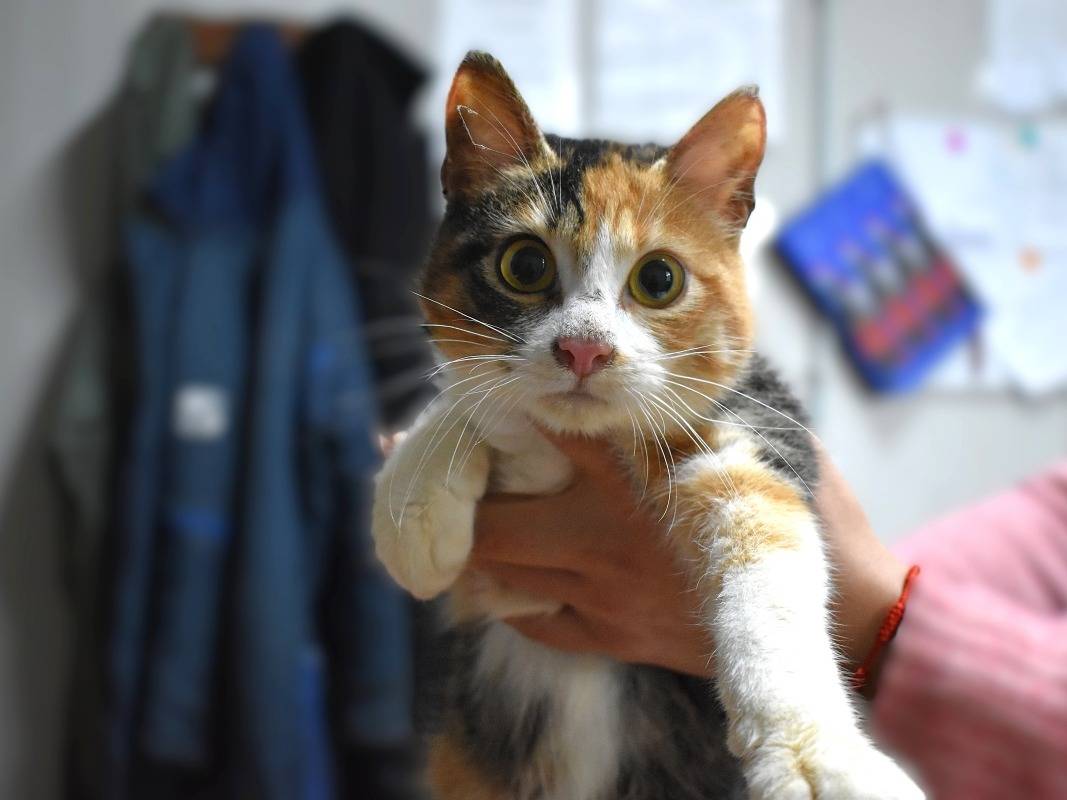 Adotta il gatto Piumetta a Roma
