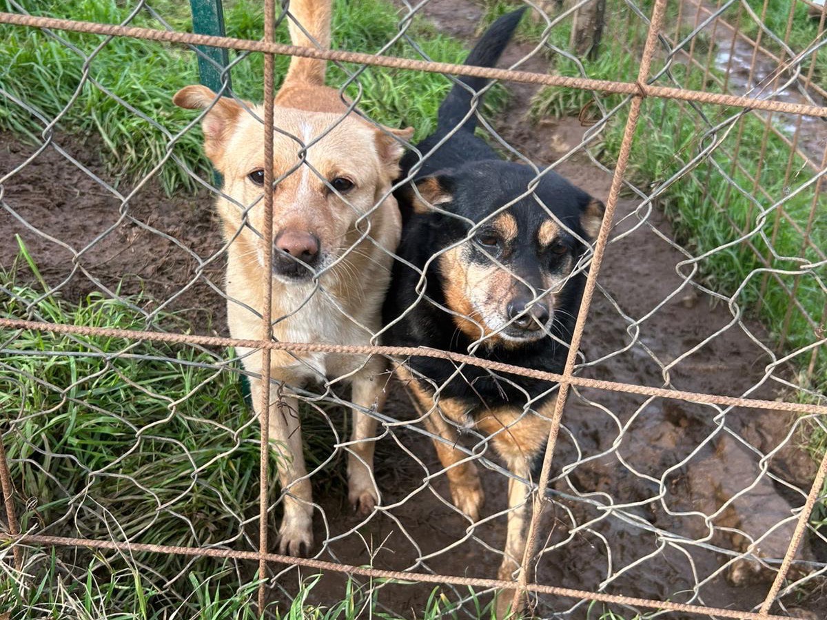 Adotta un cane, femmina, 6 anni e 2 mesi, Catanzaro