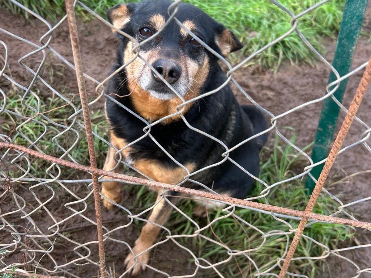 Vuoi adottare un cane a Catanzaro?