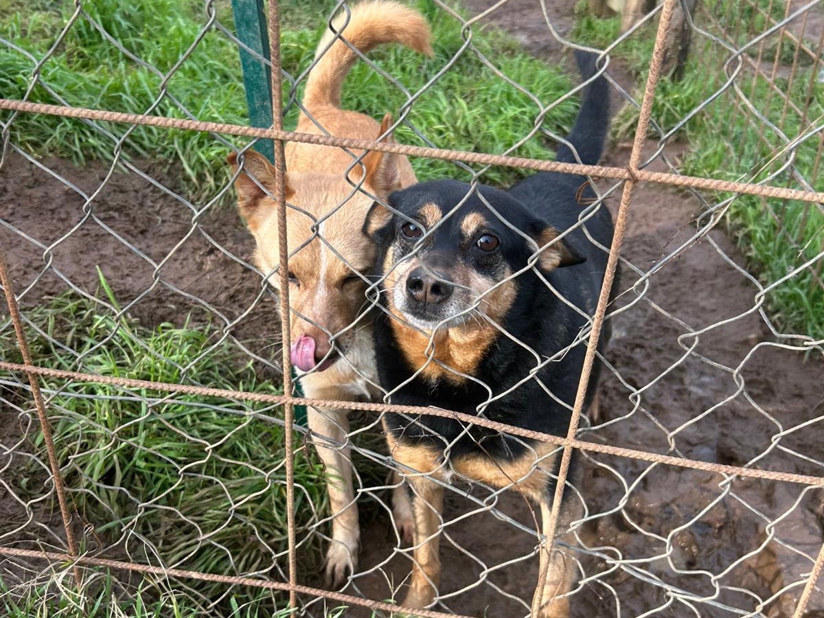 Adotta il cane DASY a Catanzaro