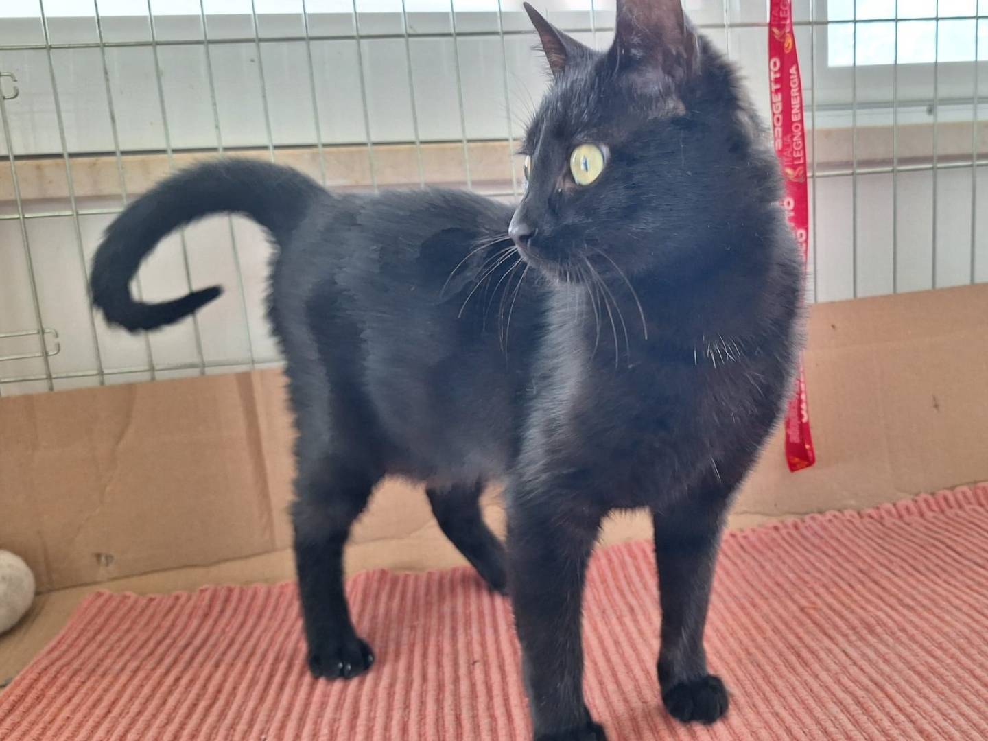 Adotta il gatto Sofia a Milano