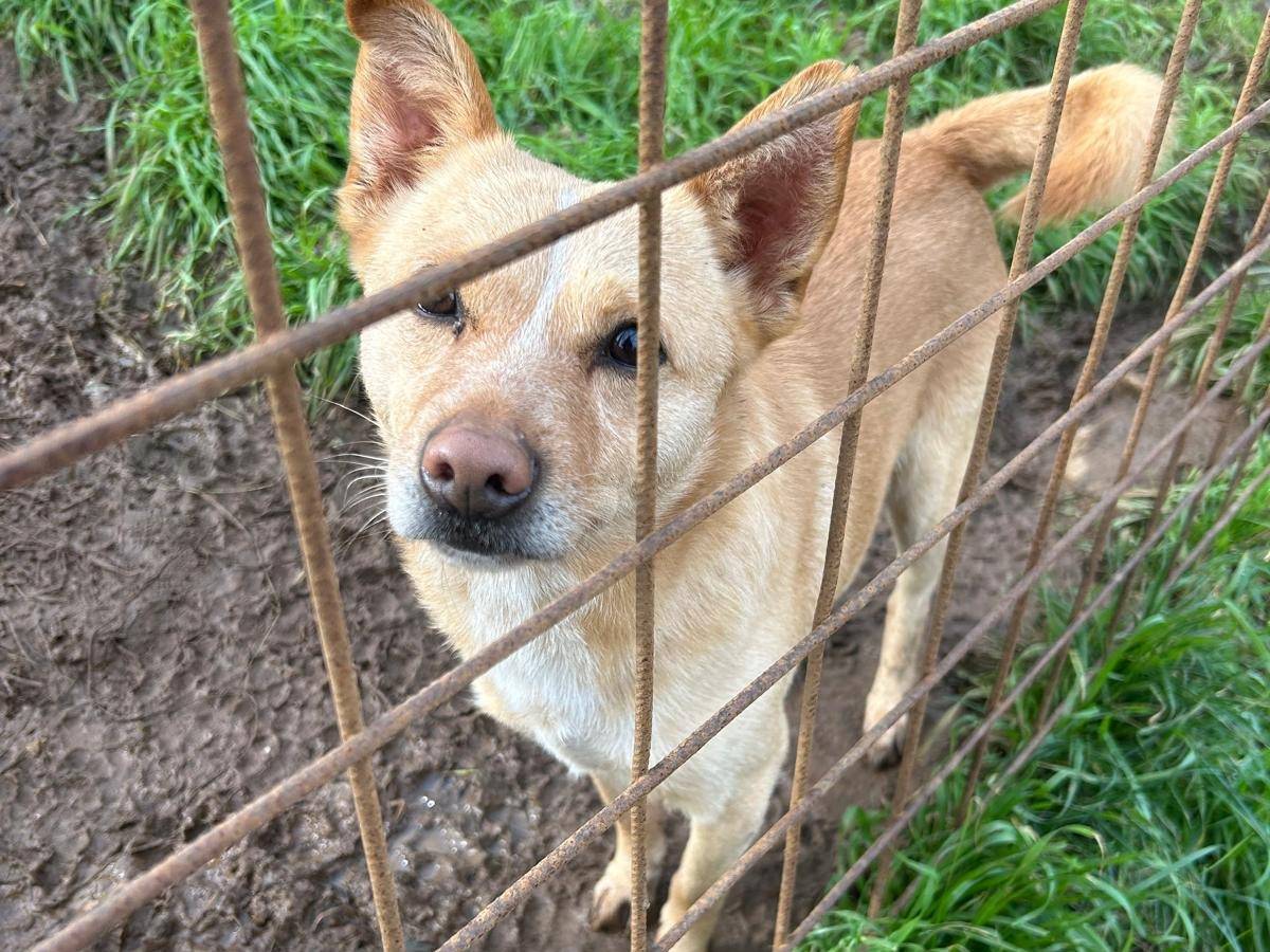 Adozione cane, maschio, Razza sconosciuta Razza sconosciuta, 3 anni e 2 mesi, taglia piccola, Catanzaro