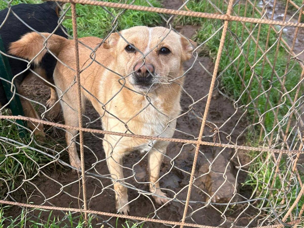 Adotta un cane, maschio, 3 anni e 2 mesi, Catanzaro