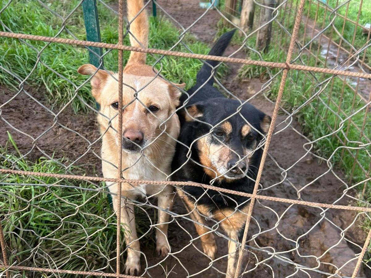 Adotta un cane, taglia piccola, maschio, Catanzaro