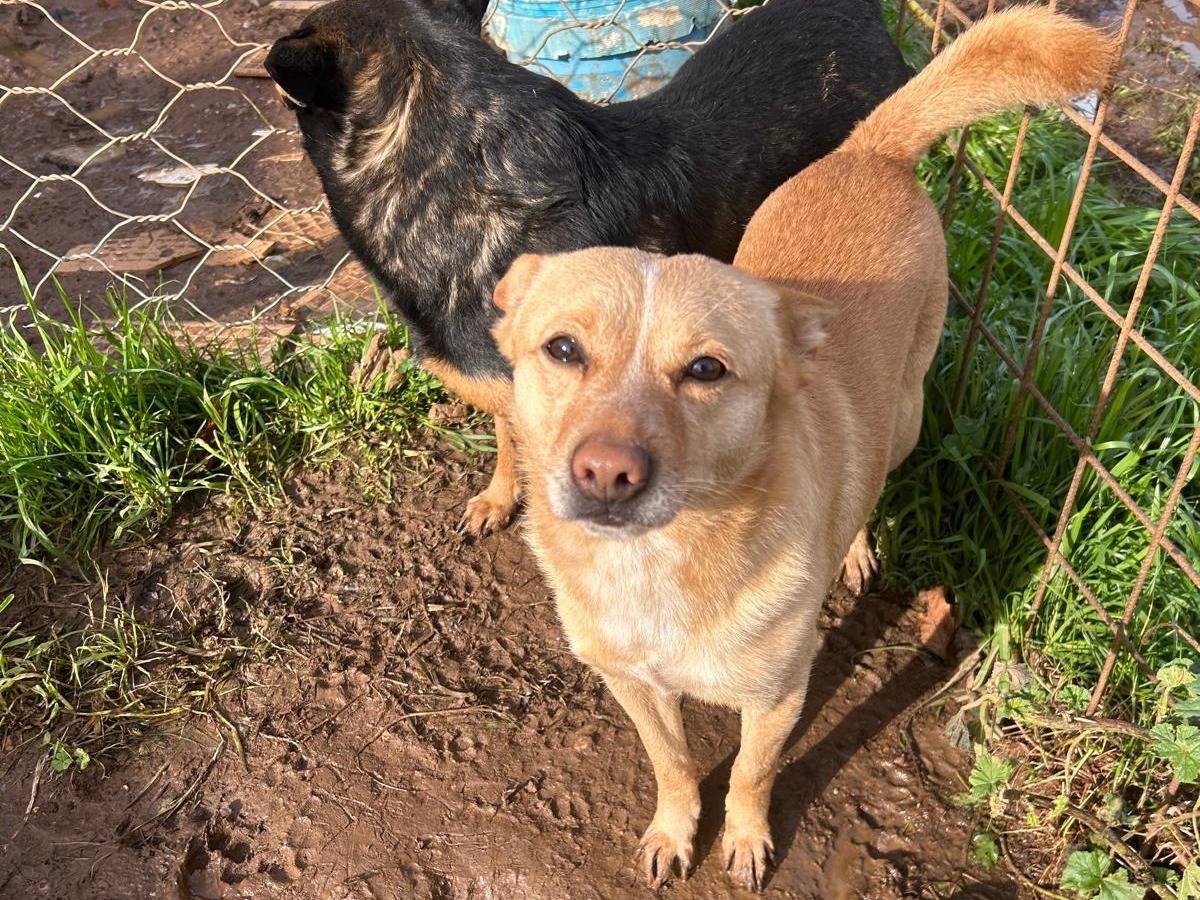 Vuoi adottare un cane a Catanzaro?