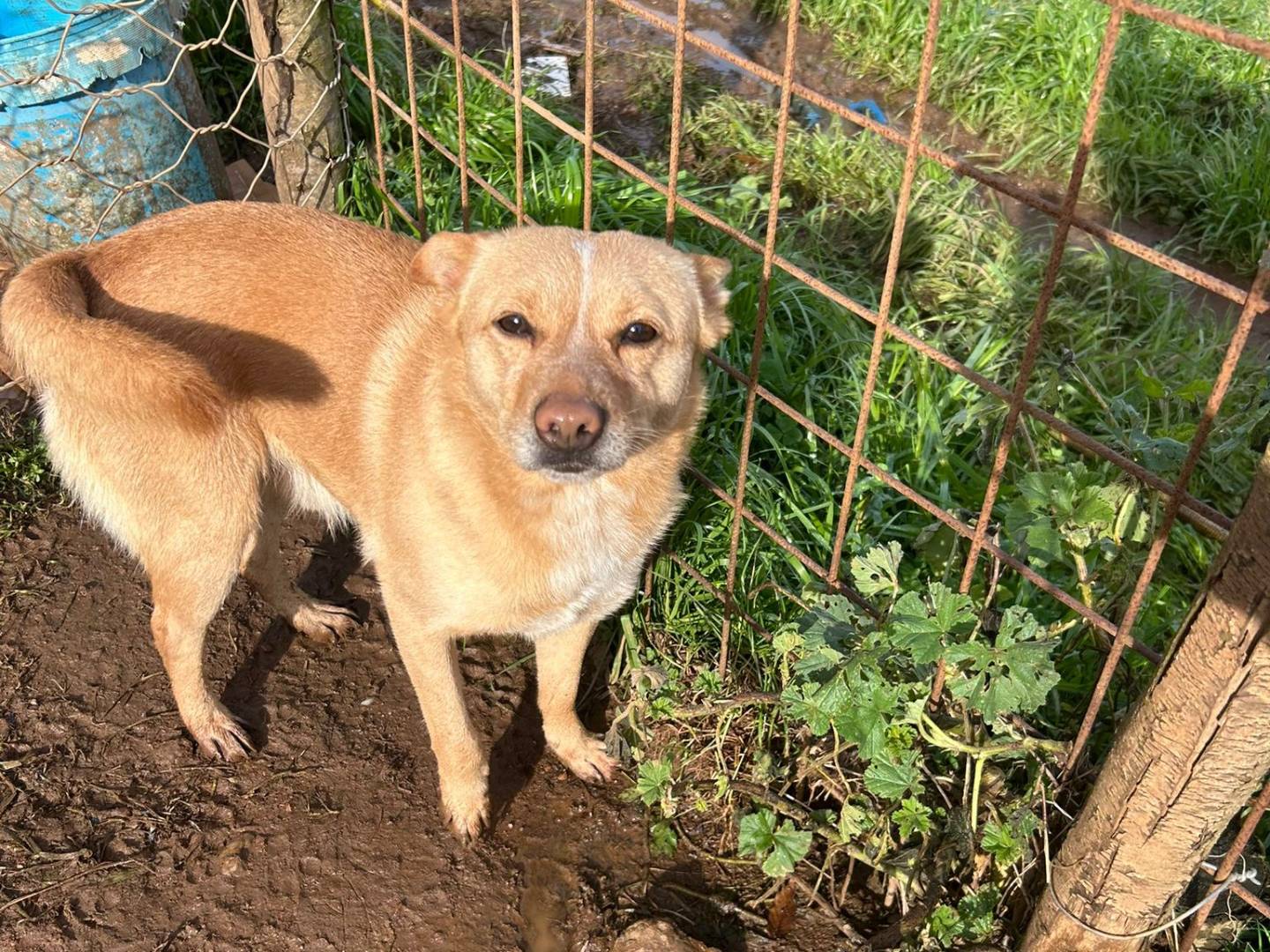 Adotta il cane RINGO a Catanzaro