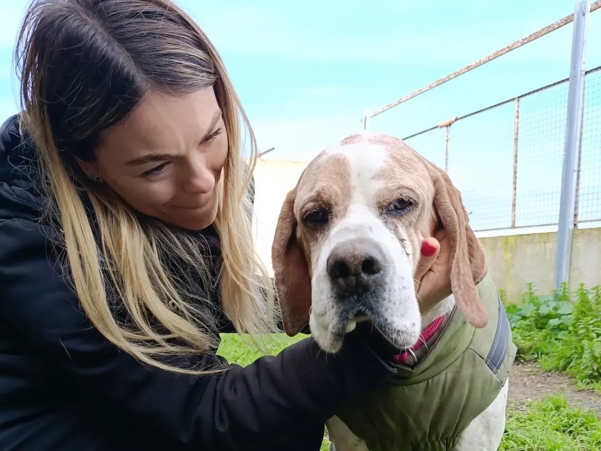 Adozione cane, maschio, Razza sconosciuta Razza sconosciuta, 13 anni e 3 mesi, taglia media, Caserta