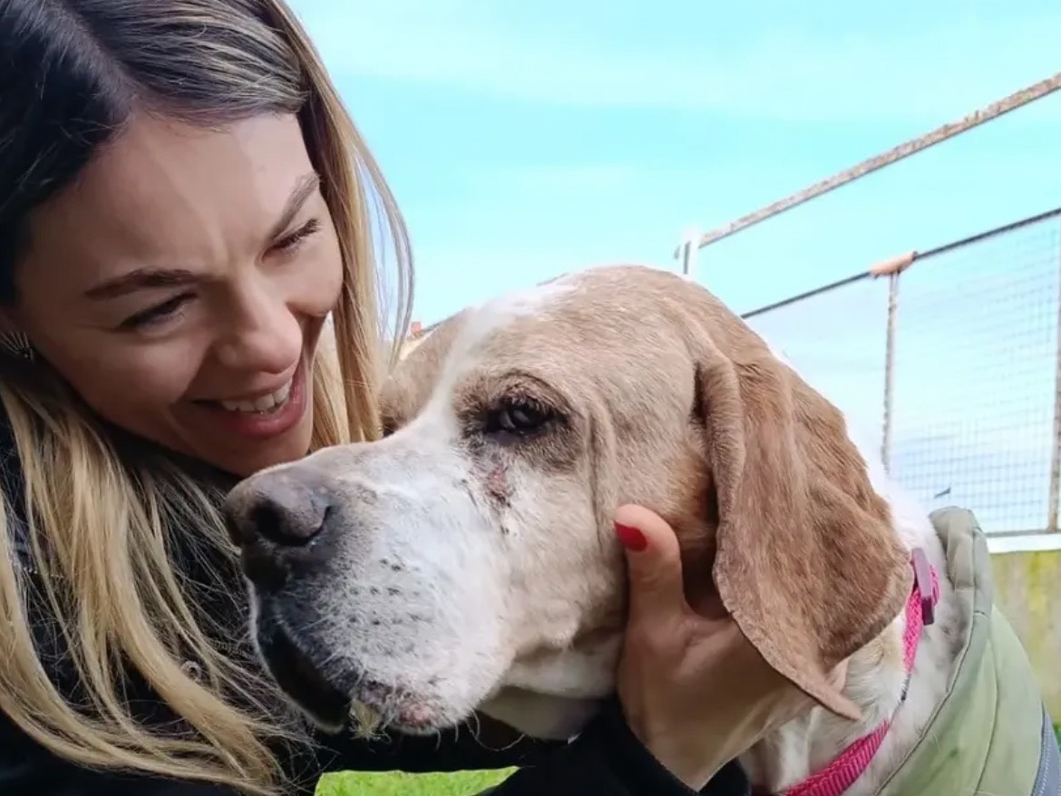 Adotta un cane, maschio, 13 anni e 3 mesi, Caserta