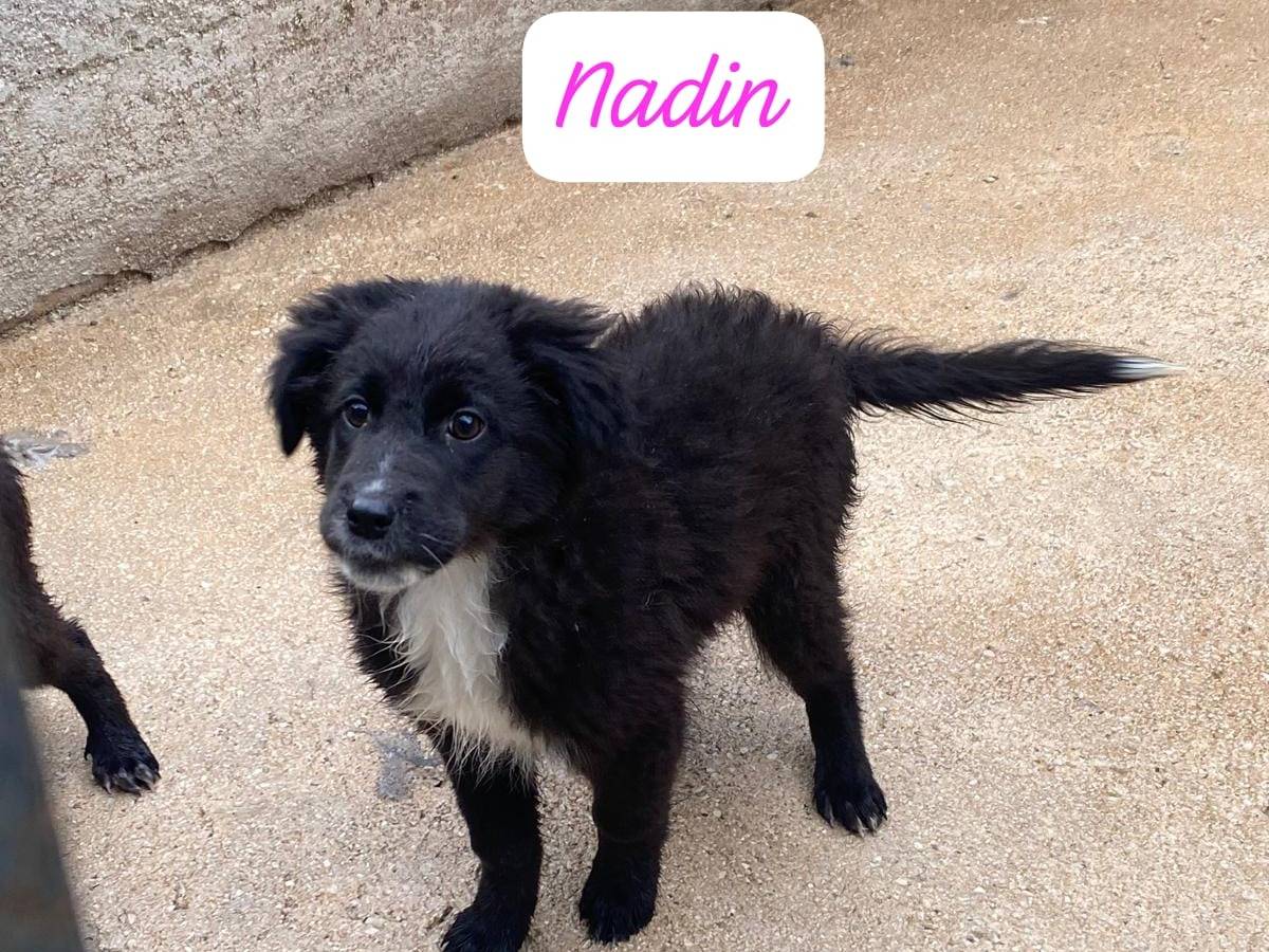 Adozione cane, femmina, Razza sconosciuta Razza sconosciuta, 2 mesi, taglia media, Avellino