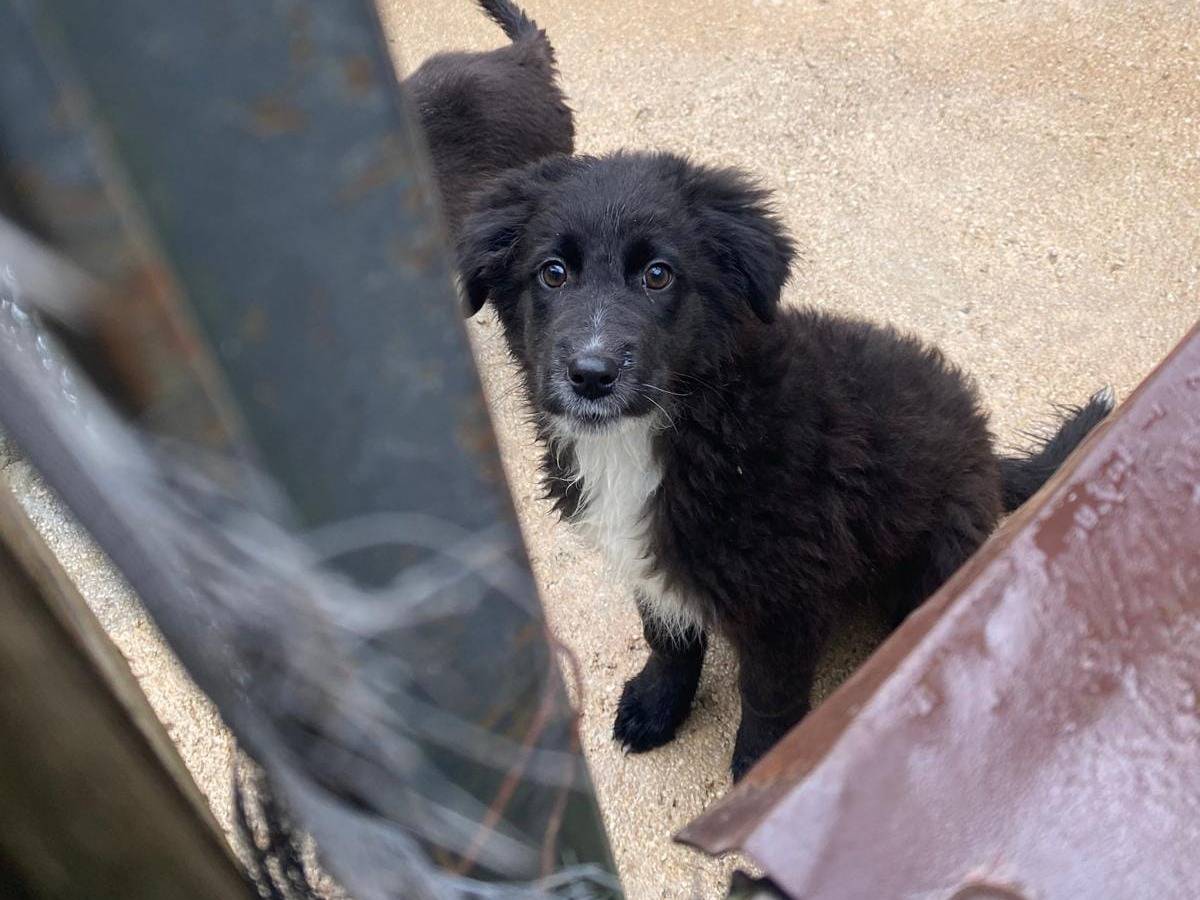 Adotta un cane, femmina, 2 mesi, Avellino