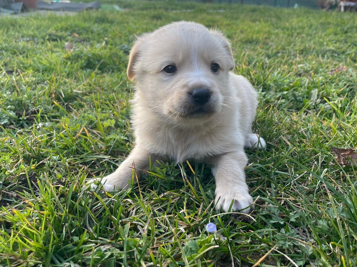 Adozione cane, femmina, Razza sconosciuta Razza sconosciuta, 1 mesi, taglia media, Avellino
