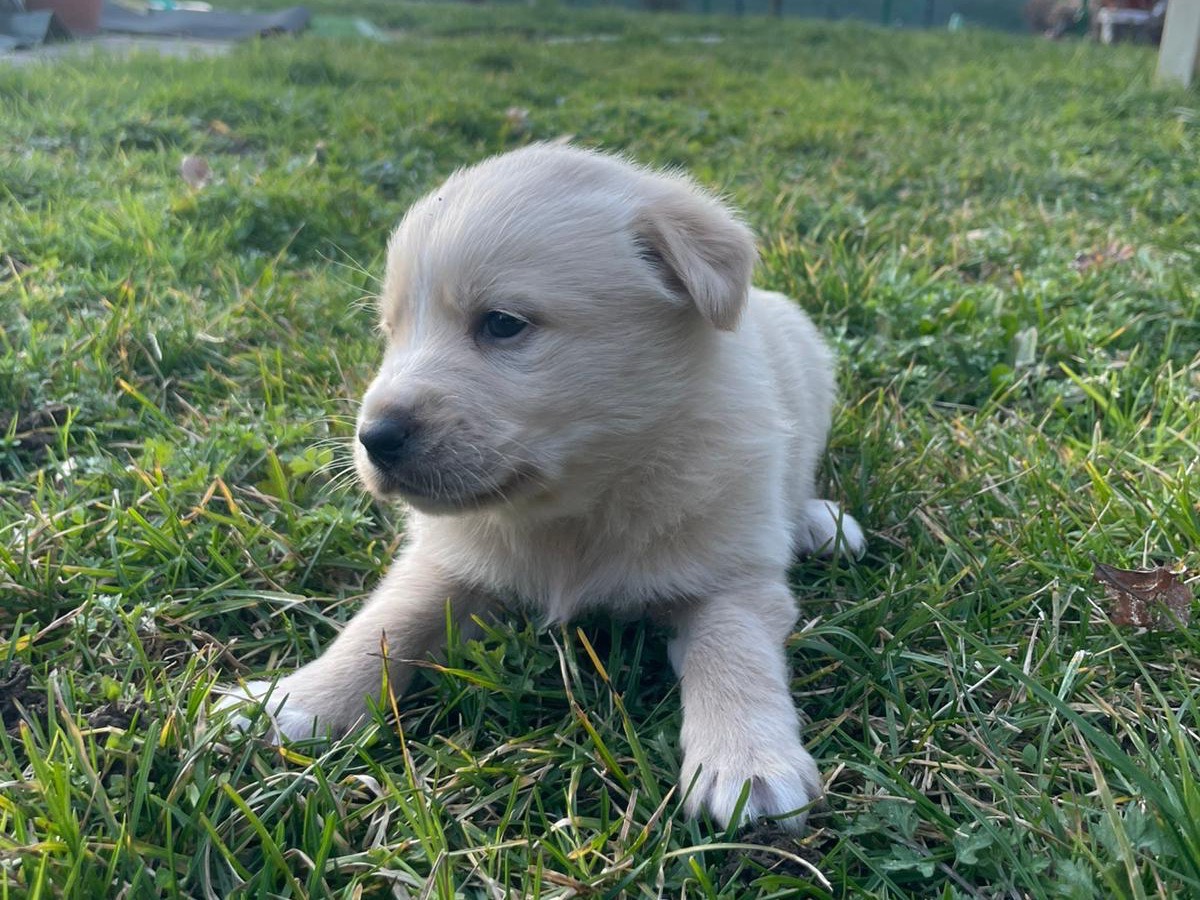 Adotta un cane, femmina, 1 mesi, Avellino