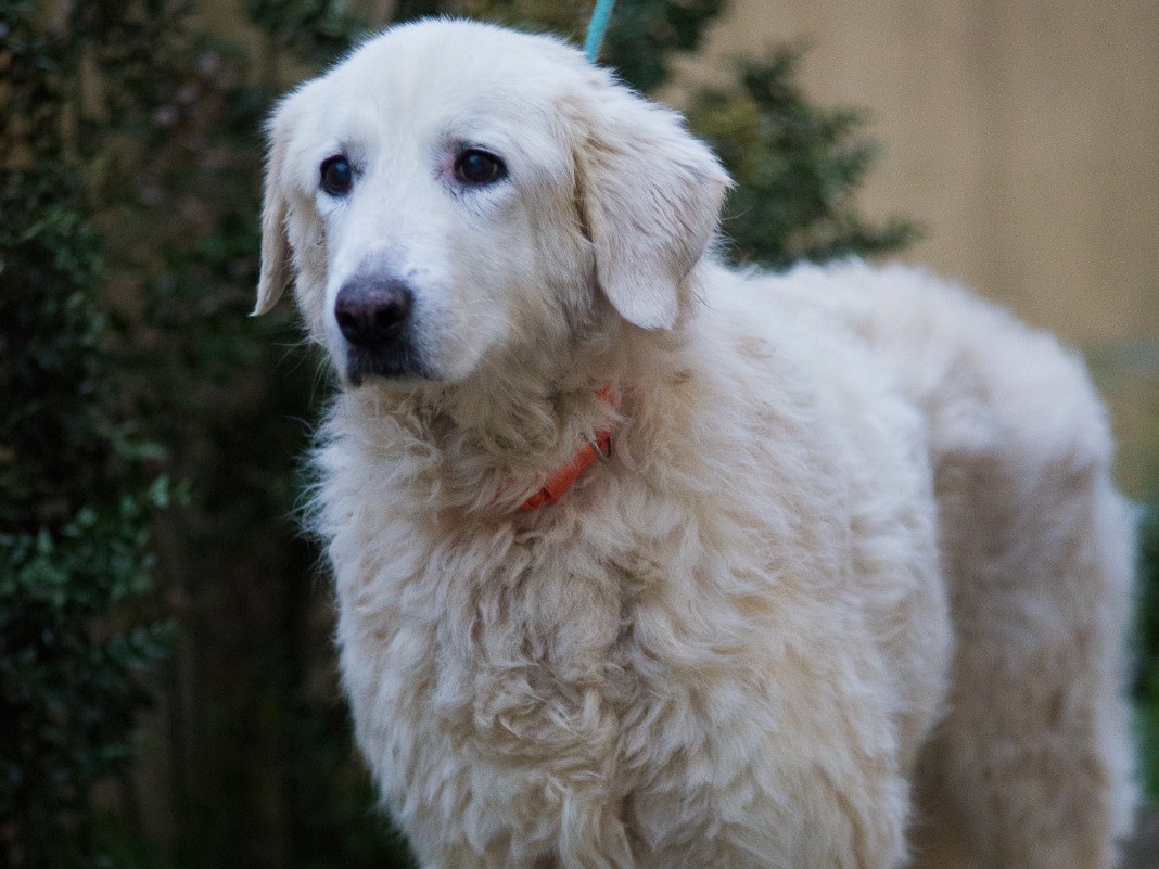 Adotta il cane Mia a Prato