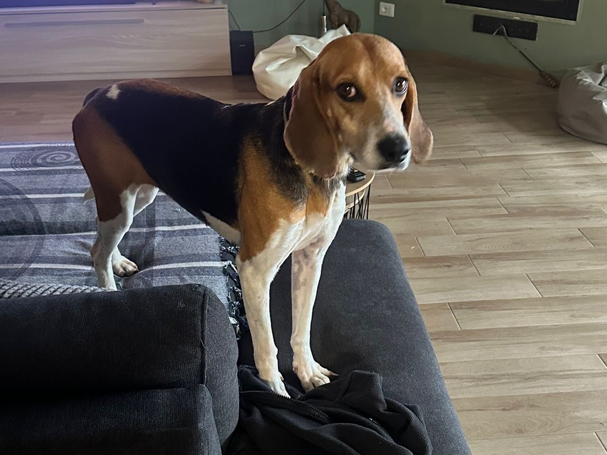 Adotta il cane Luna a Treviso