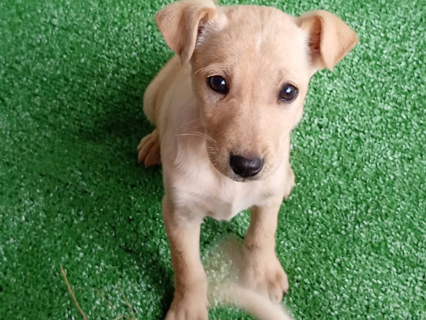 Adozione cane, femmina, Razza sconosciuta Razza sconosciuta, 3 mesi, taglia media contenuta, Messina