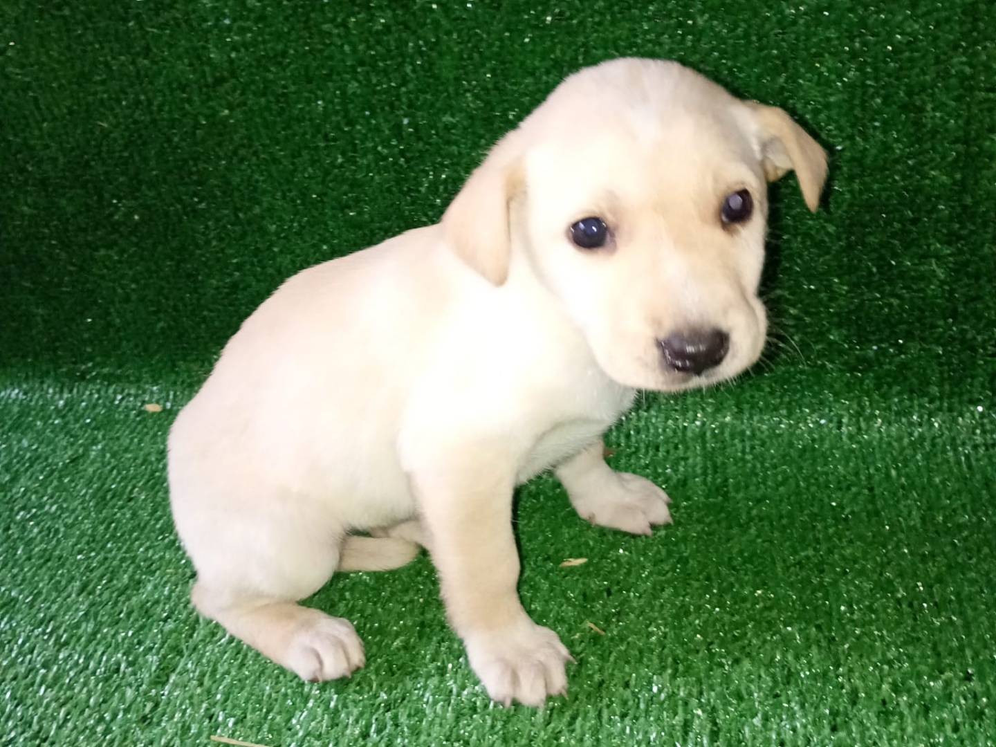 Adozione cane, maschio, Razza sconosciuta Razza sconosciuta, 3 mesi, taglia media contenuta, Messina