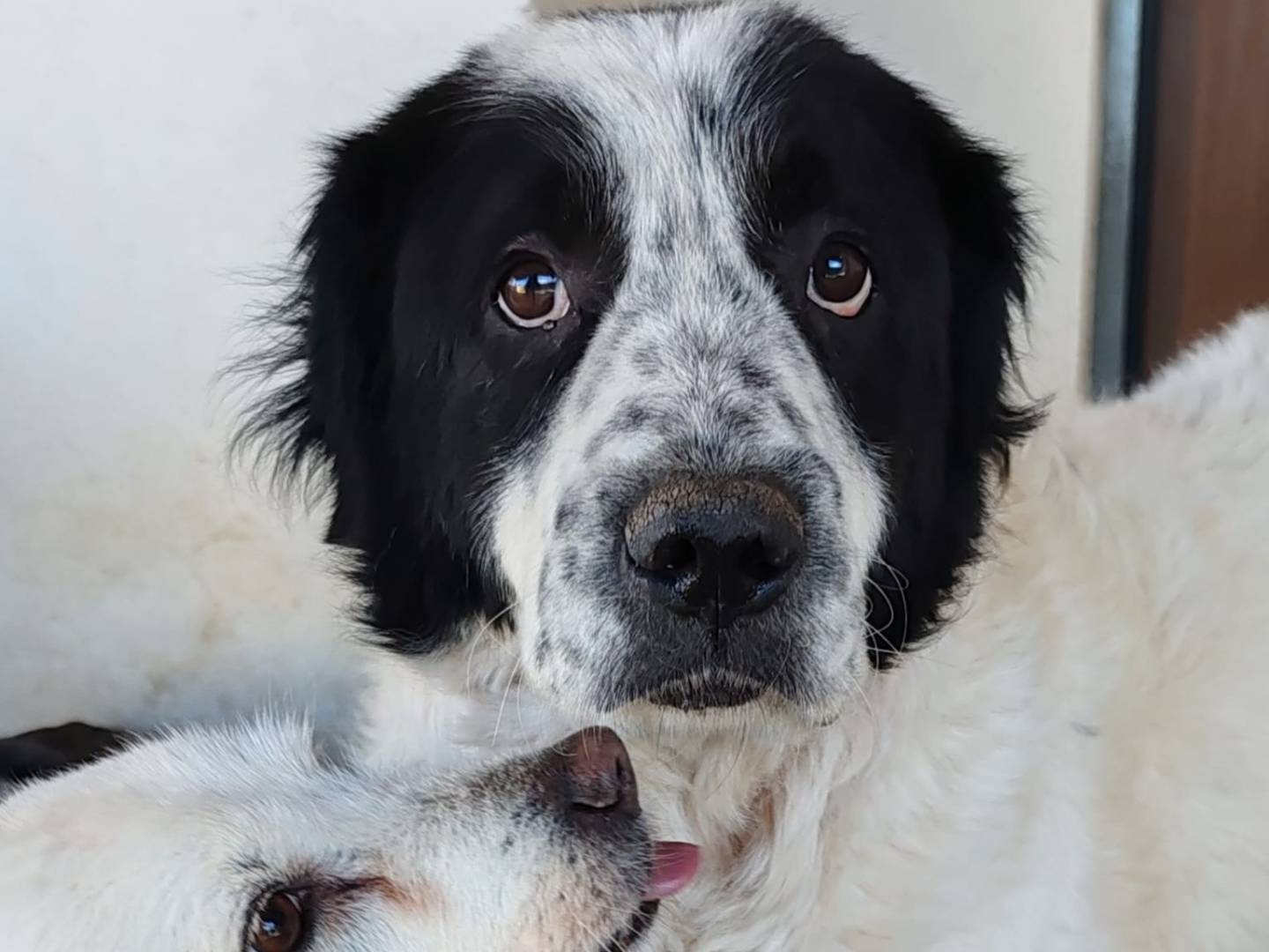 Adozione cane, maschio, Razza sconosciuta Razza sconosciuta, 7 anni e 8 mesi, taglia grande, Frosinone