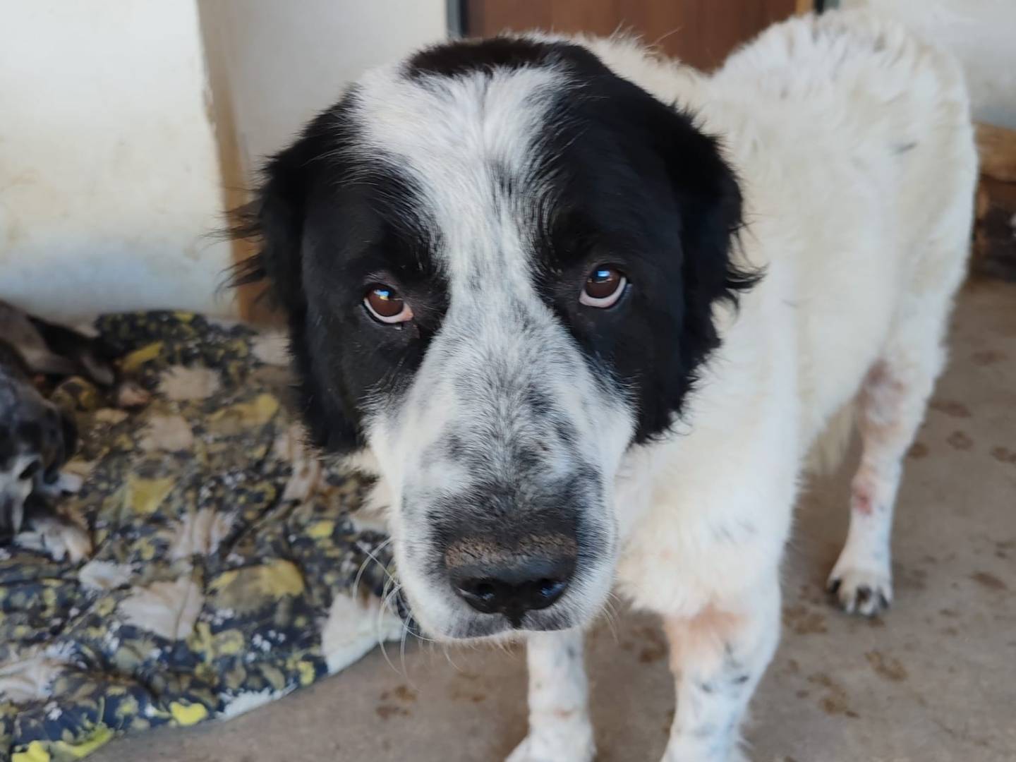 Adotta un cane, taglia grande, maschio, Frosinone