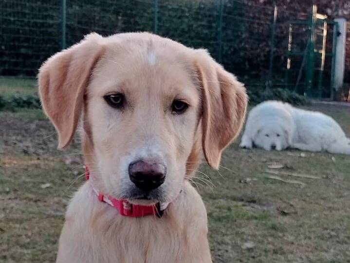 Adotta un cane, taglia media, maschio, Parma